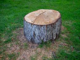 Best Arborist Consultation Services  in Muhlenberg Rk, PA