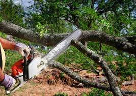 Best Seasonal Cleanup (Spring/Fall)  in Muhlenberg Rk, PA