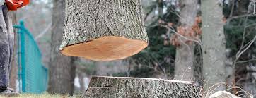 Best Fruit Tree Pruning  in Muhlenberg Rk, PA