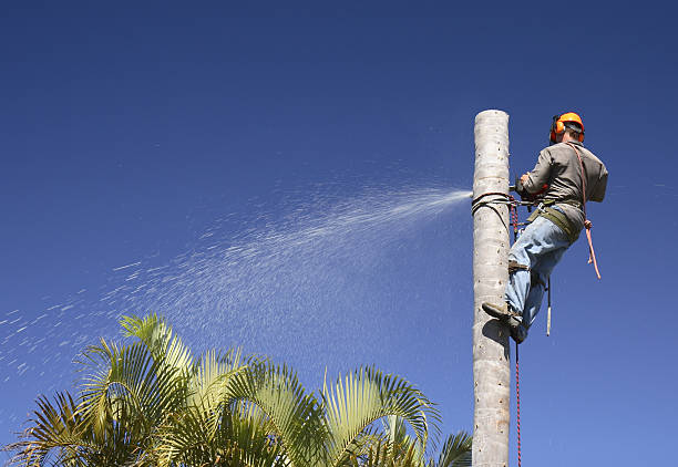 Best Tree Maintenance Programs  in Muhlenberg Rk, PA