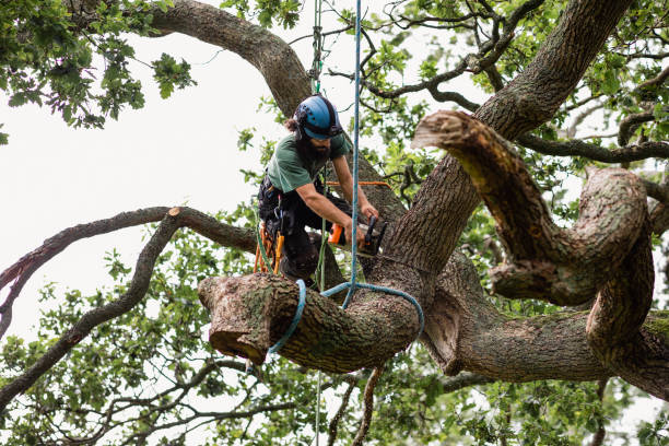 Best Root Management and Removal  in Muhlenberg Rk, PA