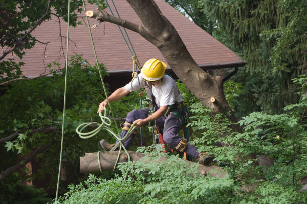 Best Hazardous Tree Removal  in Muhlenberg Rk, PA