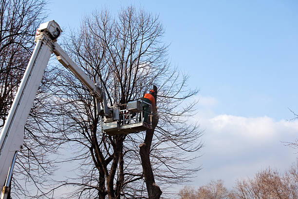 Best Tree Health Inspection  in Muhlenberg Rk, PA